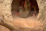 leipzig zoo-01_07_2011_zoo_allgemein_304